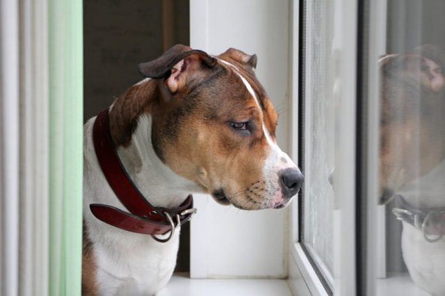 The dog looks out the window. American Staffordshire Terrier is waiting for the owner.
