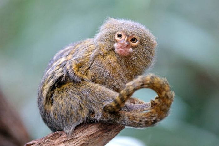 Pygmee monkey portrait
