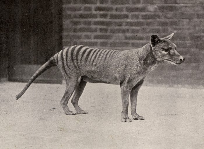 Tasmanian Tiger Or Thylacine