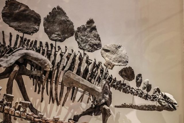 Tokyo, Japan - April 29 2017, Stegosaurus skeleton fossil at National Museum of Nature and Science. Stegosaurus was a large, plant-eating dinosaur that lived during the late Jurassic Period.