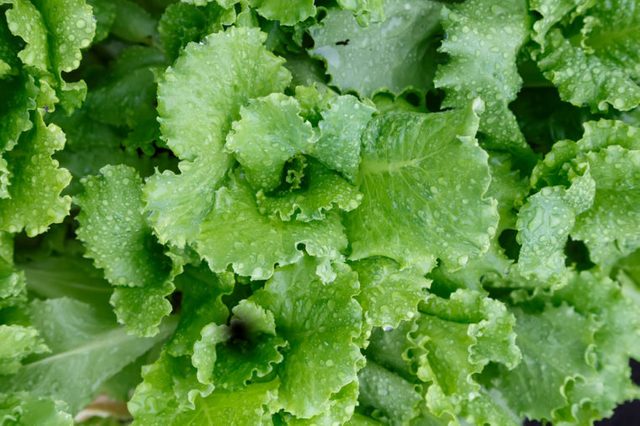 Green fresh salad leaves covered raindrops at the garden, top view
