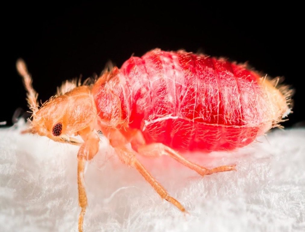 Where do bed bugs come from?