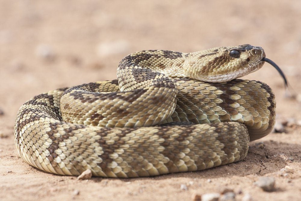 Crotalus molossus is a venomous pit viper species found in the southwestern United States and Mexico. Common names: black-tailed rattlesnake, green rattler, Northern black-tailed rattlesnake.