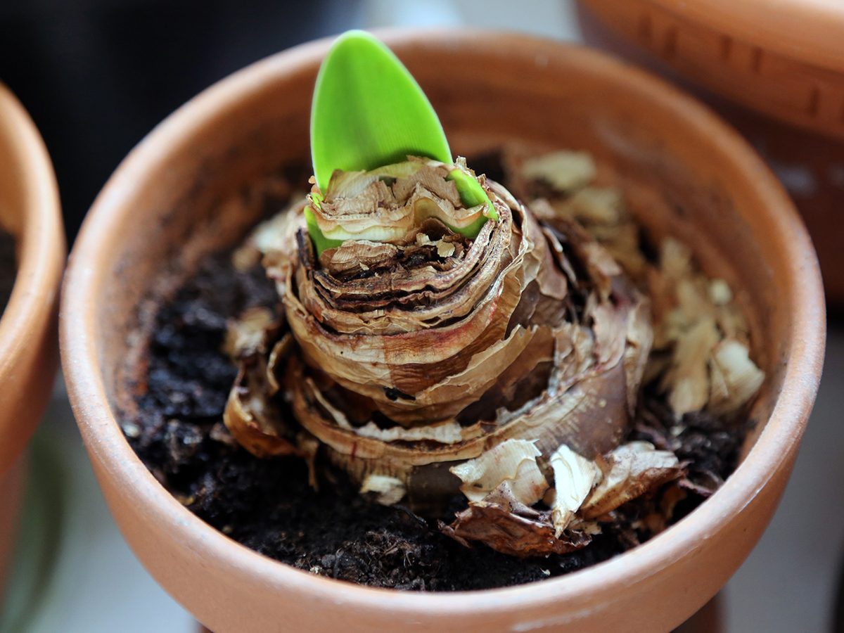 Amaryllis growing - bulb in flower pot