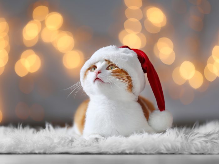 Cat in Santa hat