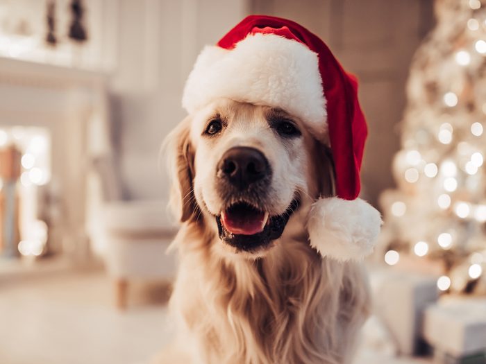Dog in Santa hat