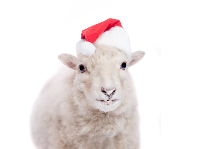 Sheep in santa hat
