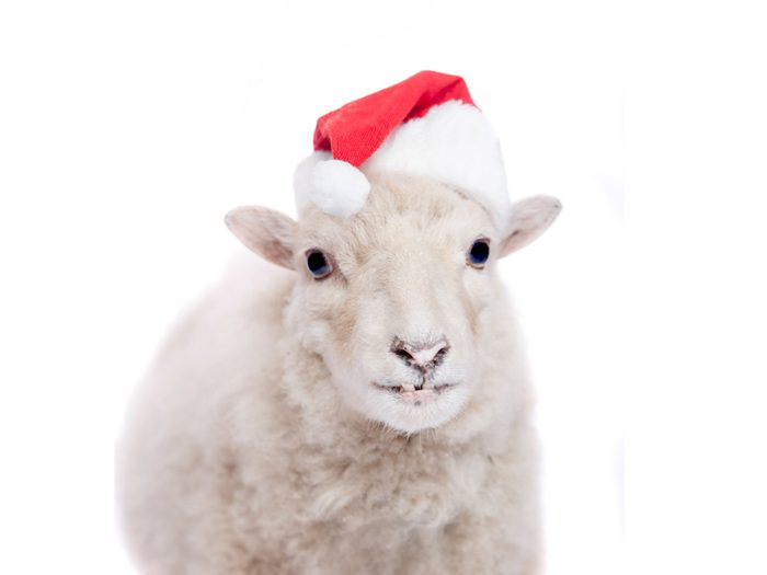 Sheep in santa hat