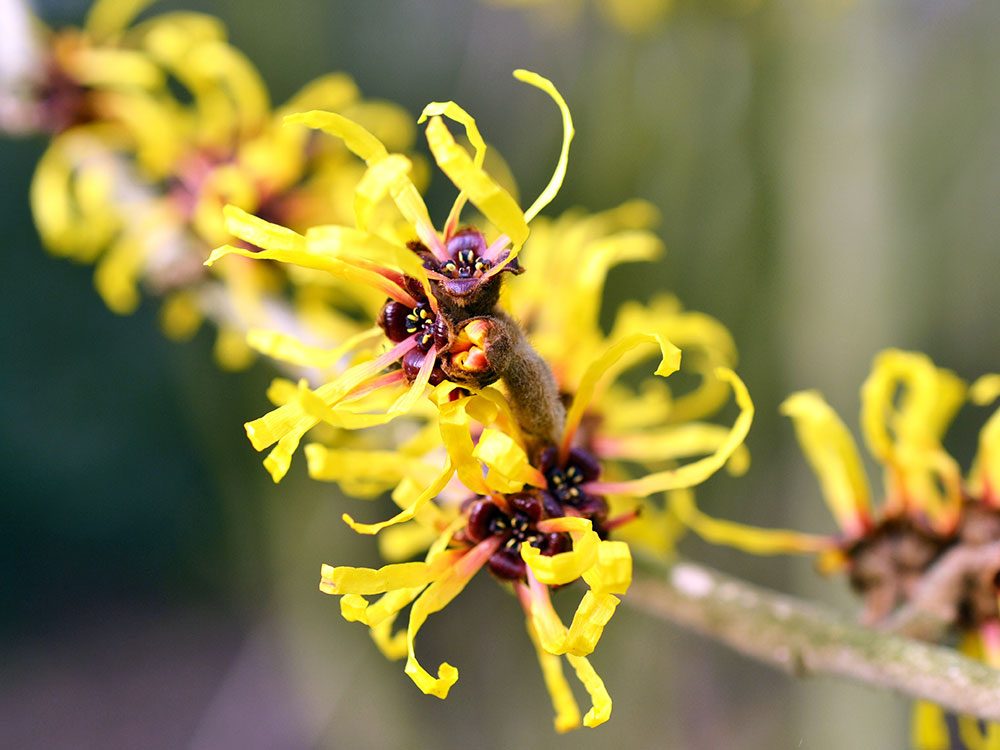 Home remedies for hemorrhoids: Witch hazel