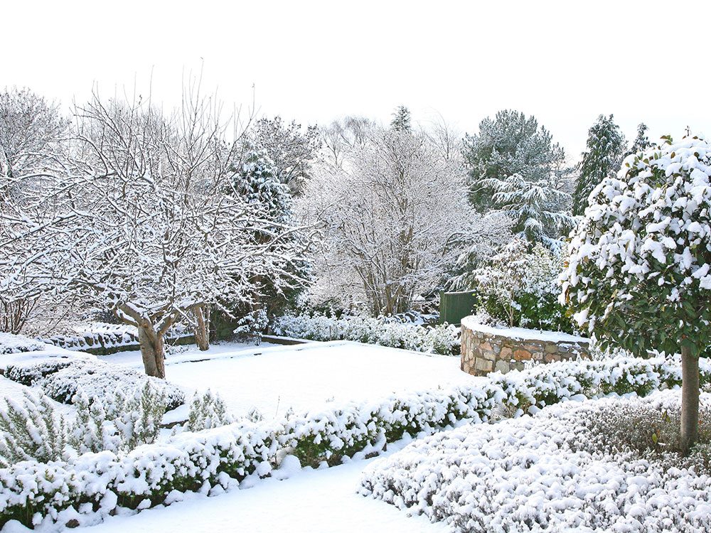 Snowy winter garden