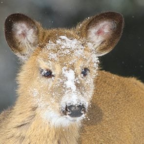 Photographing wildlife in winter: Deer