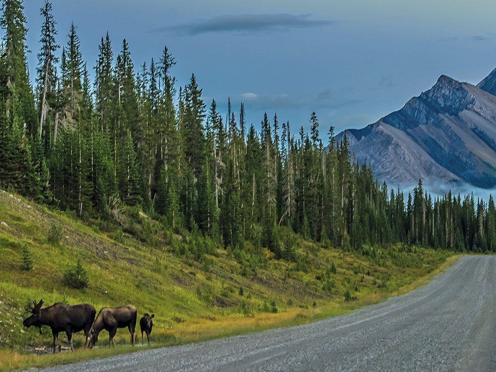 A family of moose along the Smith Dorrien Trail in Alberta