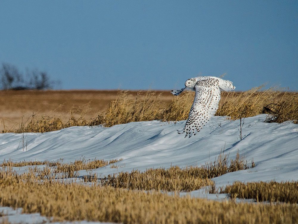 Snowy owl near Carstairs, Alberta