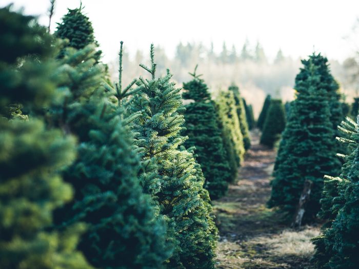 Best time to buy a christmas tree - Christmas tree farm