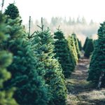 This is the Best Time to Buy a Christmas Tree in Canada