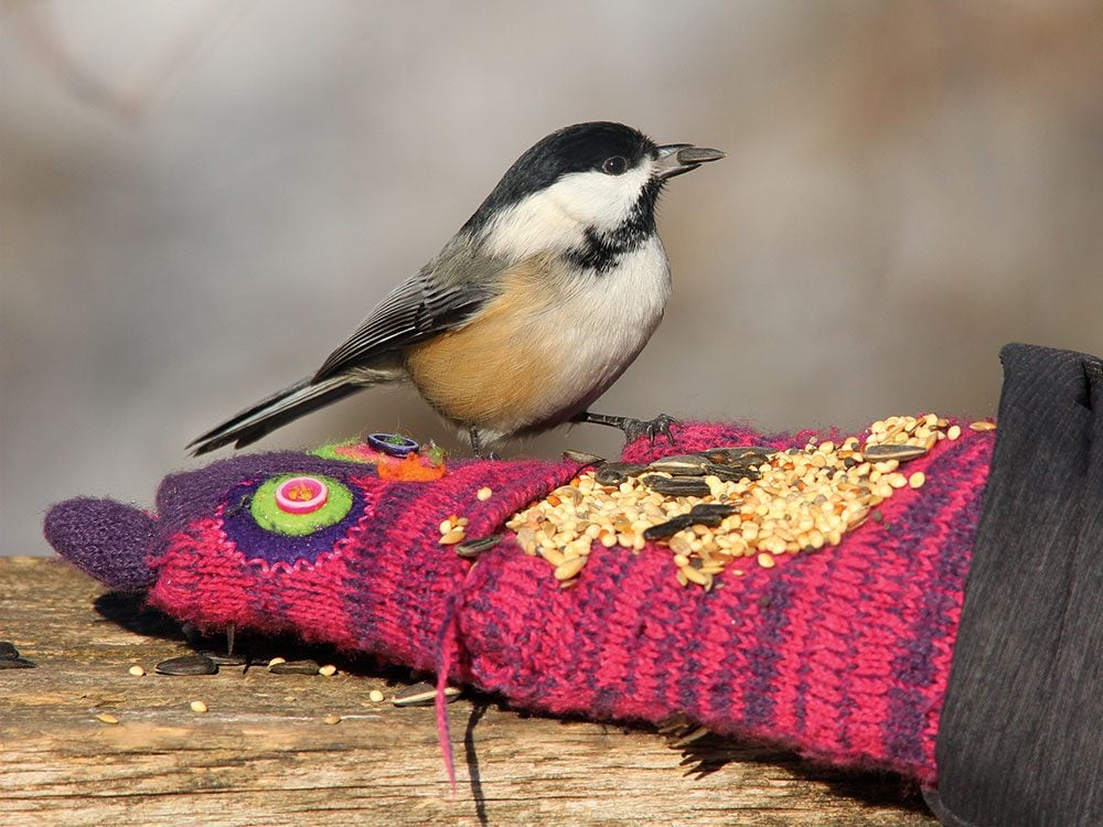 Types of birds in Canada - black-capped Chickadee