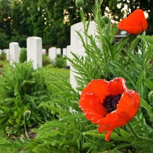 Who wrote In Flanders Fields - poppies