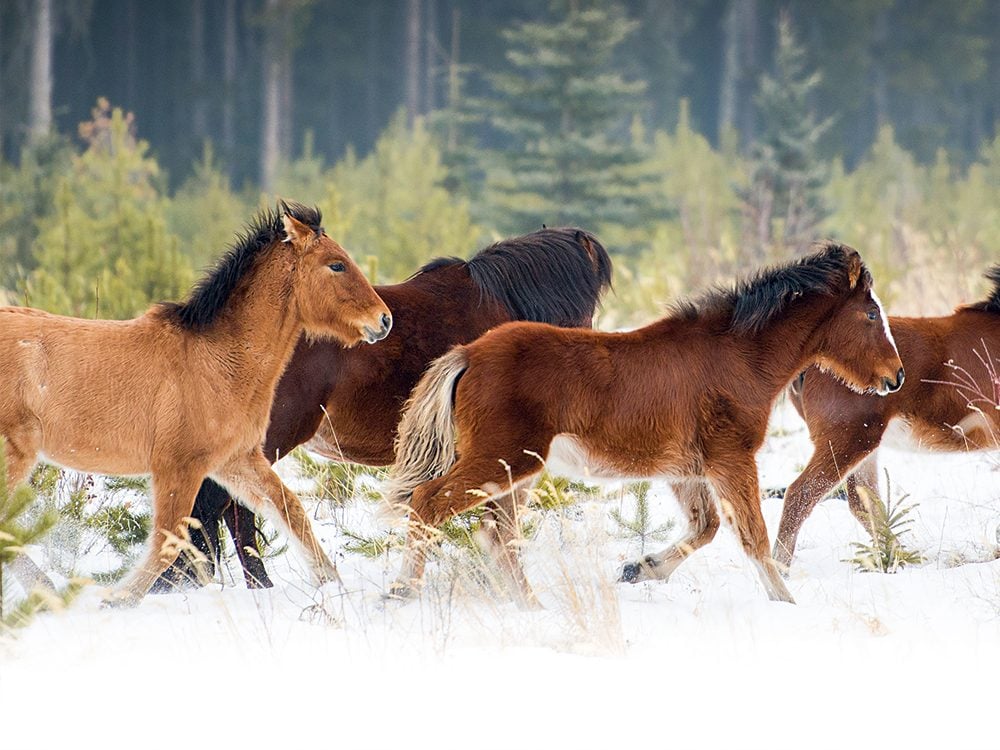 Wild horses of Alberta