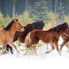 Wild horses of Alberta