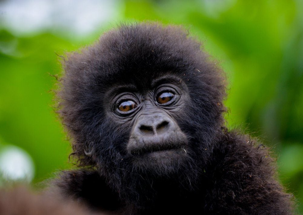 Cute baby gorilla in the Rwanda forest