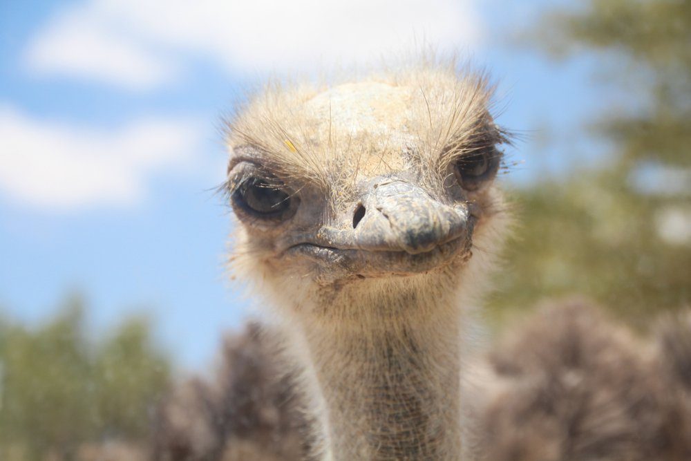 A close-up view of a curious ostrich head . Blue sky Background, copy text