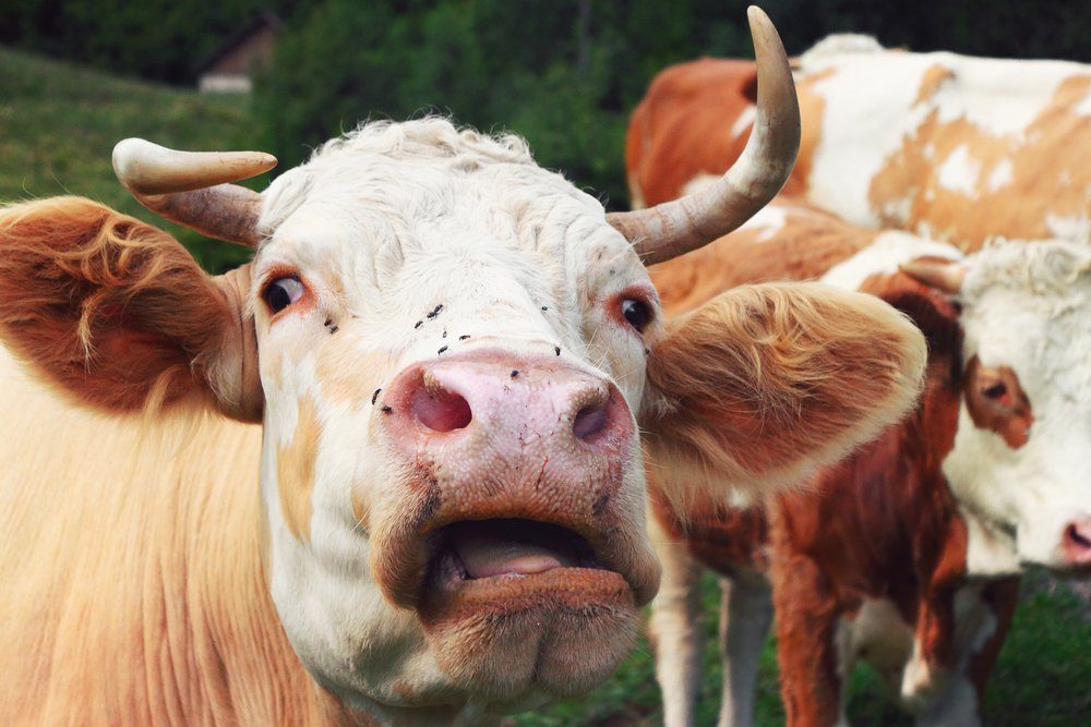 crazy cow, insane expression of a cattle