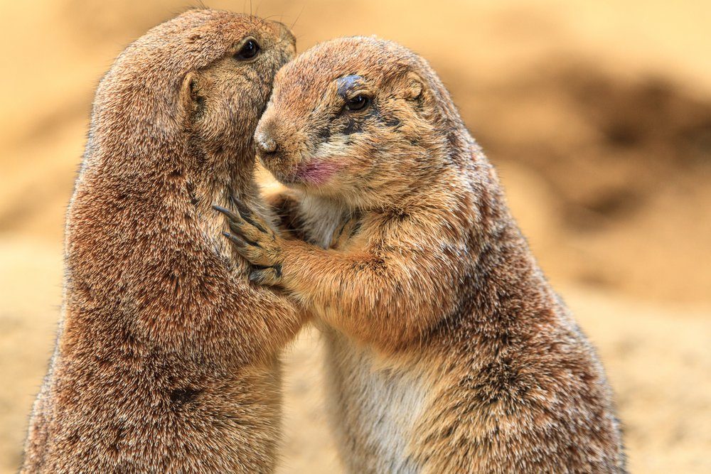 A couple of prairie dogs hugging