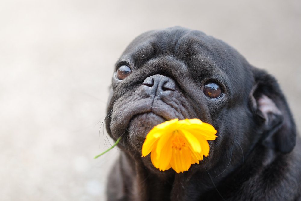 Funny face of pug dog with marigold flower.