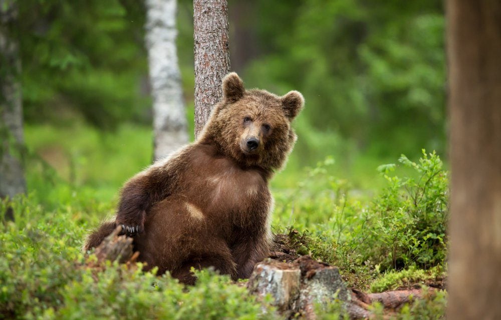 Close-up of European brown bear (ursos arctos) leaning against the tree in boreal forest, Finland.