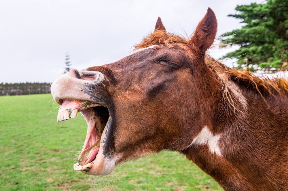 Funny portrait of brown horse with white stripe on neck yawning and showing its teeth in front of green grass