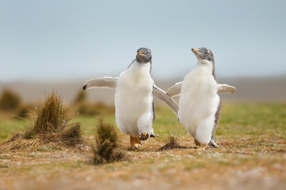 Two young gentoo penguin chicks happily running on the grass field in the Falkland islands. Wildlife and its behavior.