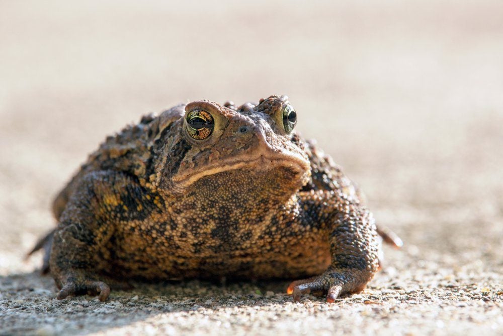 Big toad close up on a gray background, showing the detail of his face and warts. American Toad, Bufo americanus with space for copy. Concepts of wildlife, wild animals, funny animals