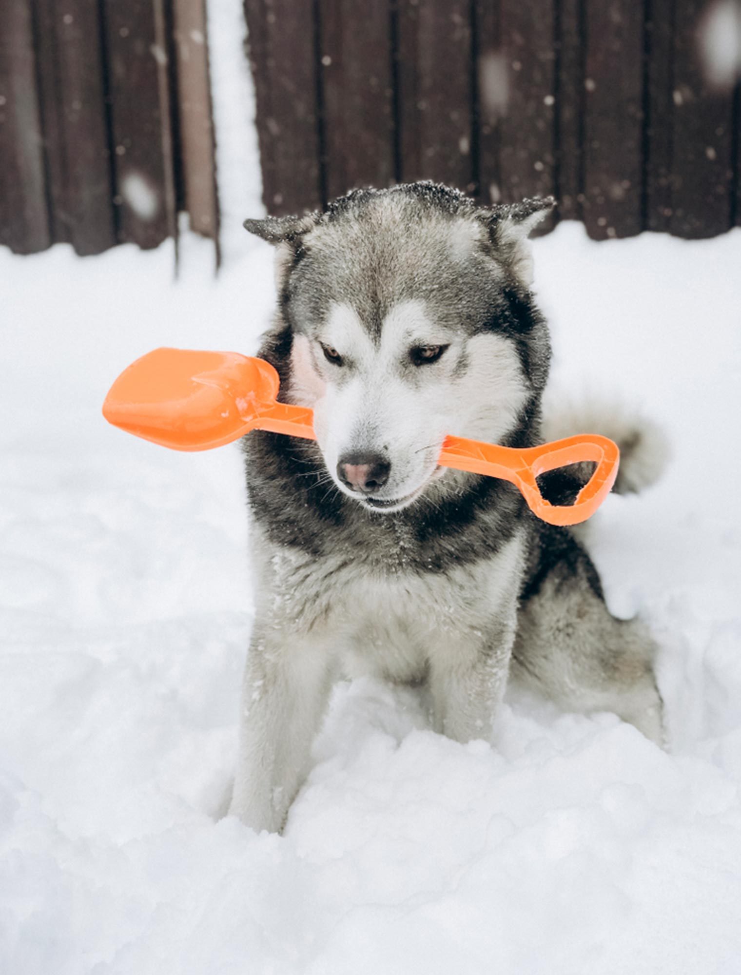 Husky dog in snow