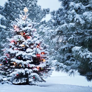 Uses for Christmas trees after the holidays - Snow-covered tree