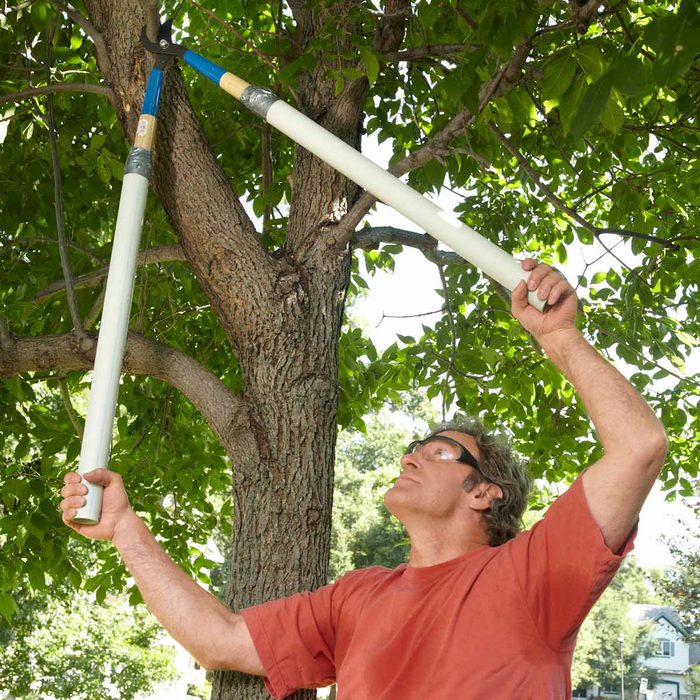 trim a tree with long shears tree pruning