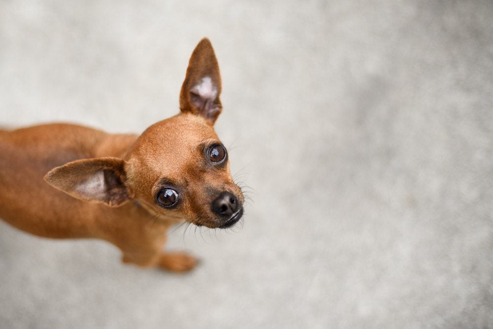 Pretty light brown chihuahua dog looking straight up at the camera
