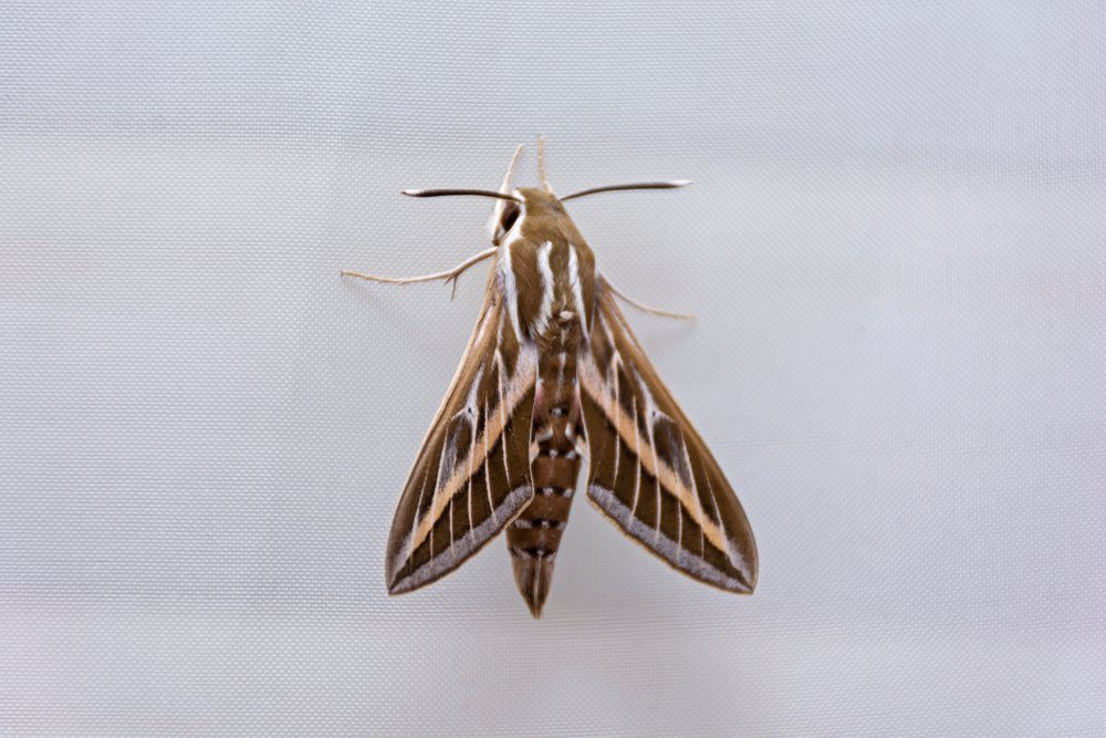 large hawk moth Hyles livornica on a white curtain
