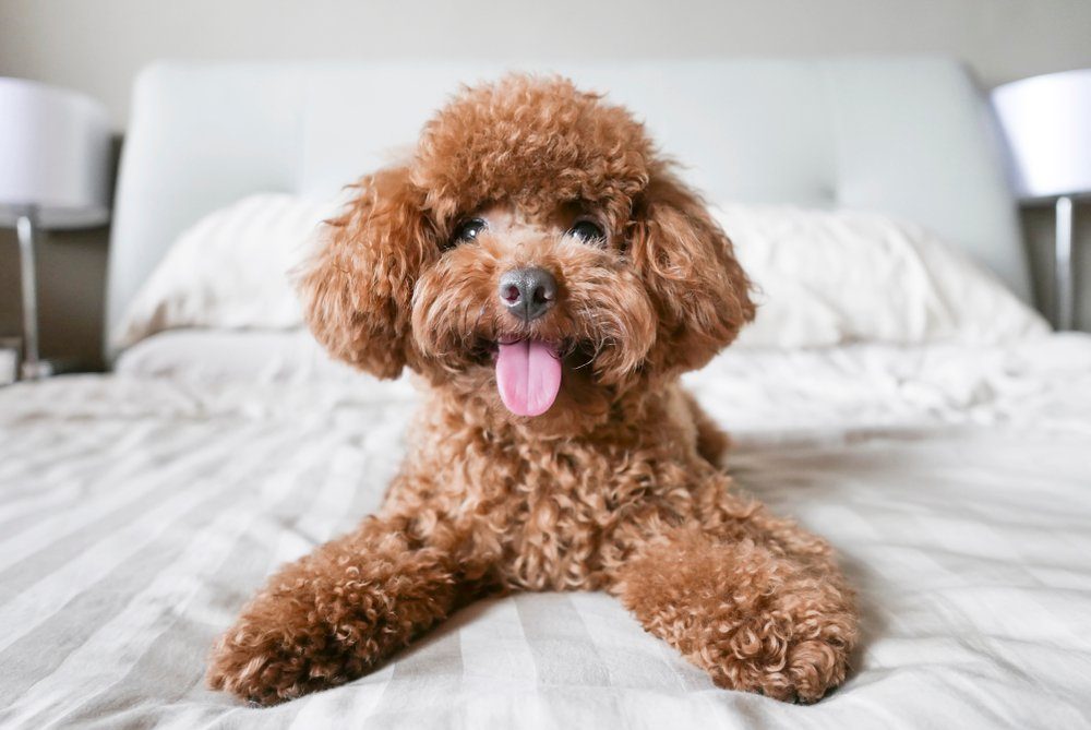 Cute Toy Poodle resting on bed