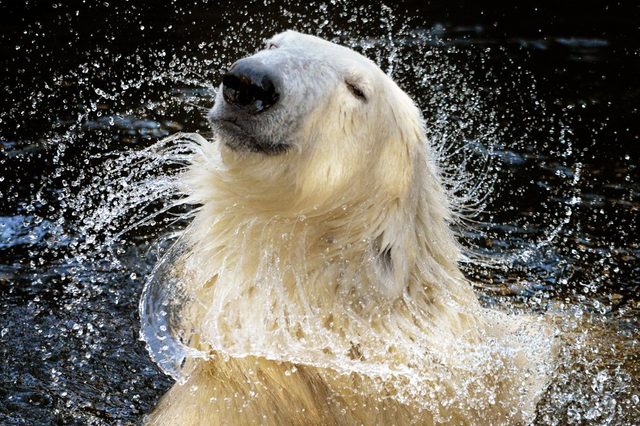 "Because Im worth it!", a portrait of polar bear who appears to be auditioning for a shampoo advert as it shakes itself dry in the Wildlands Adventure zoo in Emmen, the Netherlands