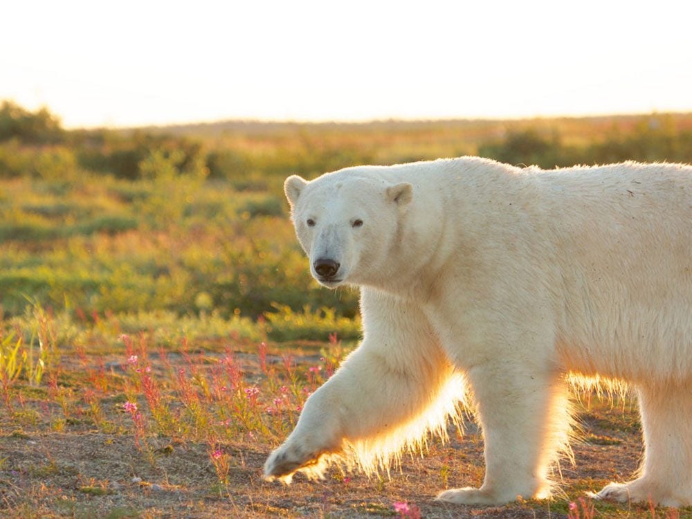 Best places to visit in Canada - Polar bear in Churchill, Manitoba