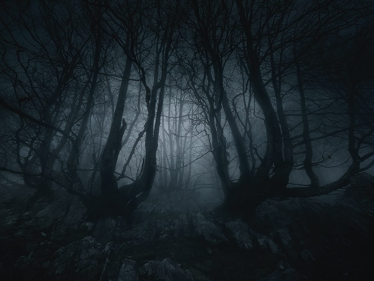 Best Reader's Digest jokes of all time - dark creepy forest