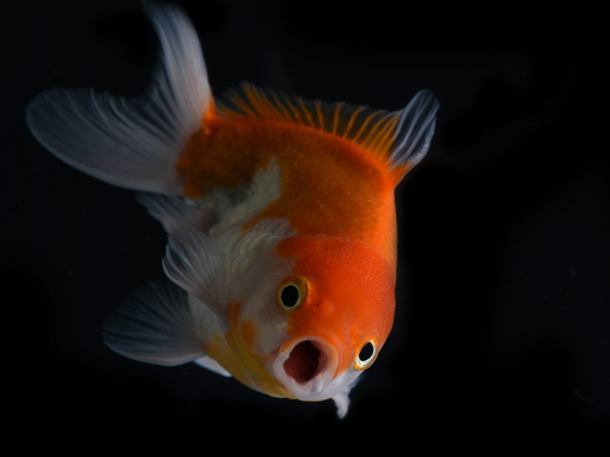Best Reader's Digest jokes of all time - funny goldfish