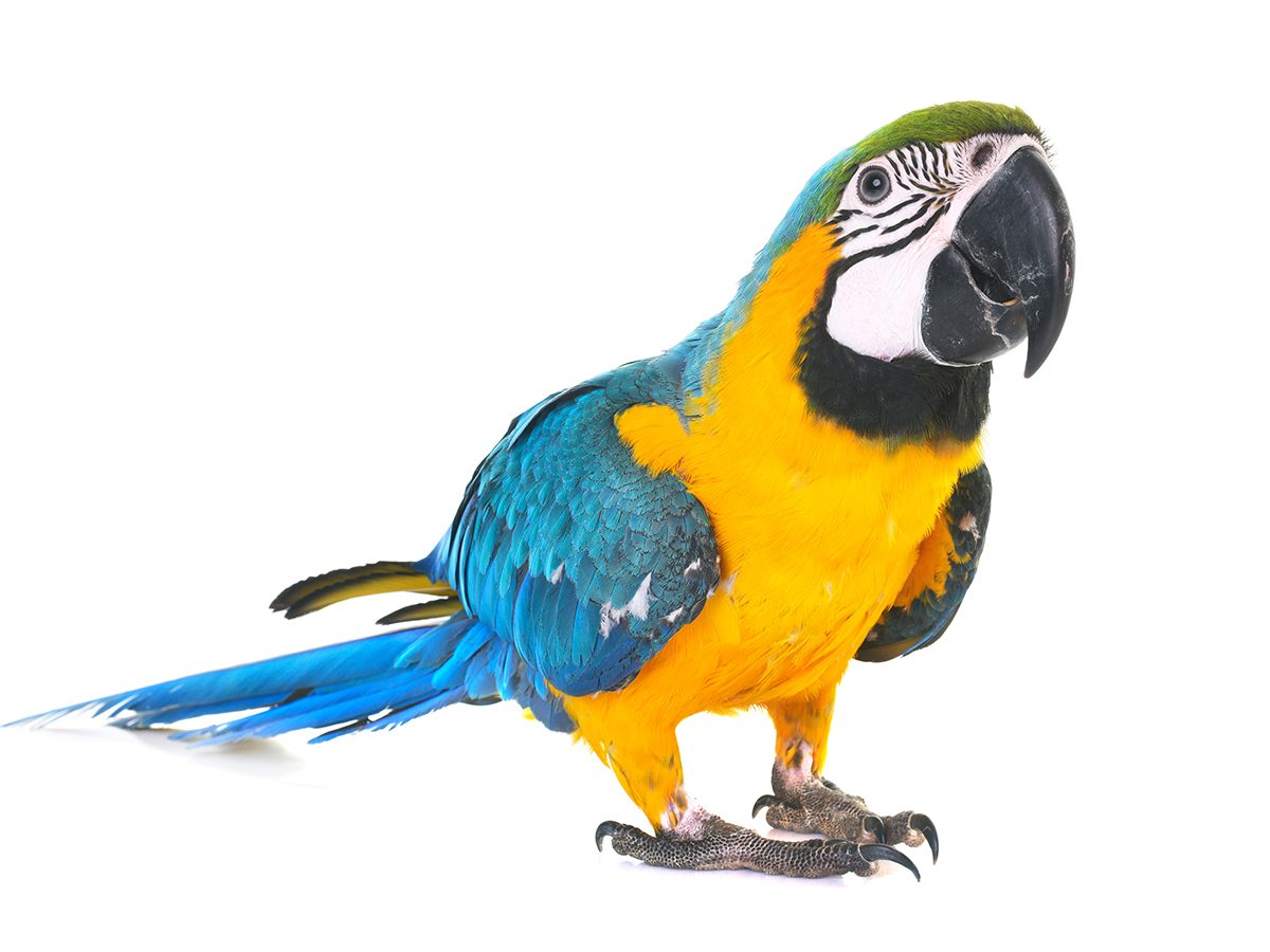 Best Reader's Digest jokes of all time - parrot