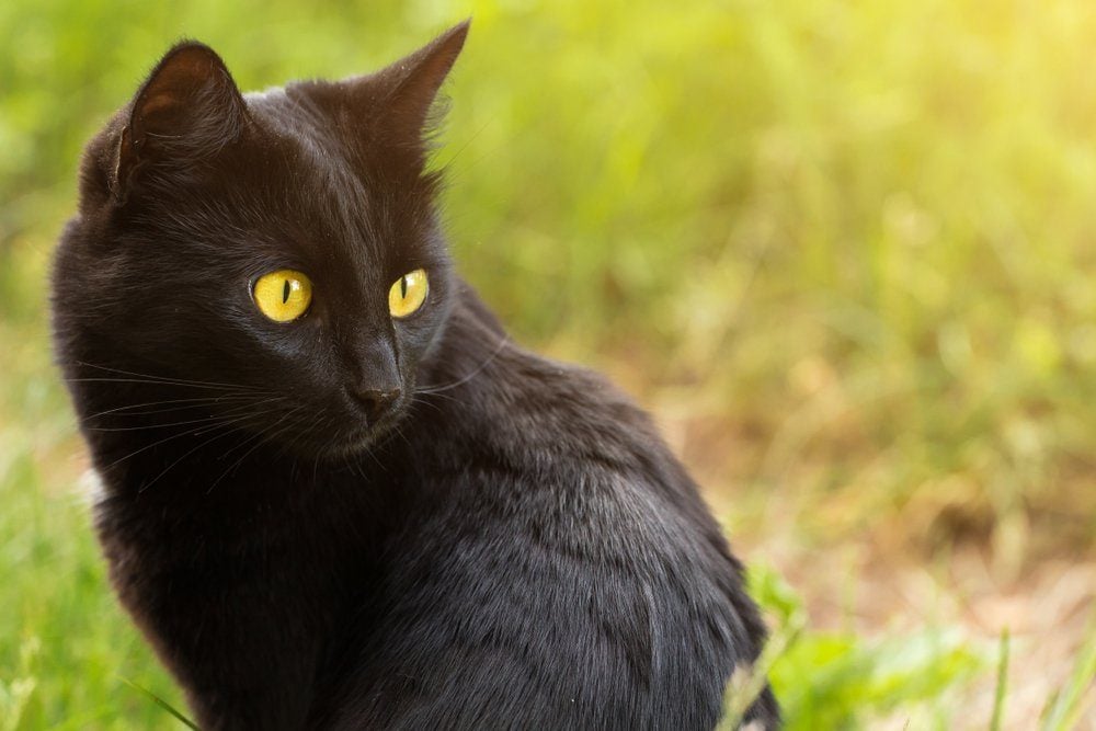 Beautiful bombay black cat portrait in profile with yellow eyes and attentive look in green grass in nature. ?at is looking in the right