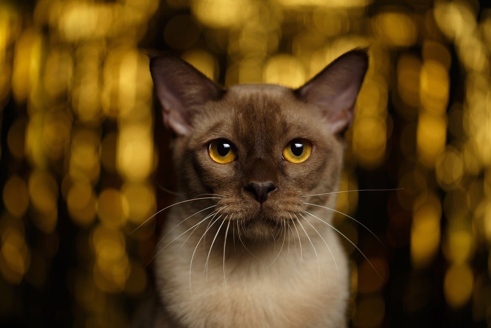 Closeup portrait of Burmese Cat on happy new year background