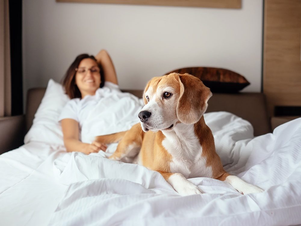 Dog-friendly hotels for your road trip