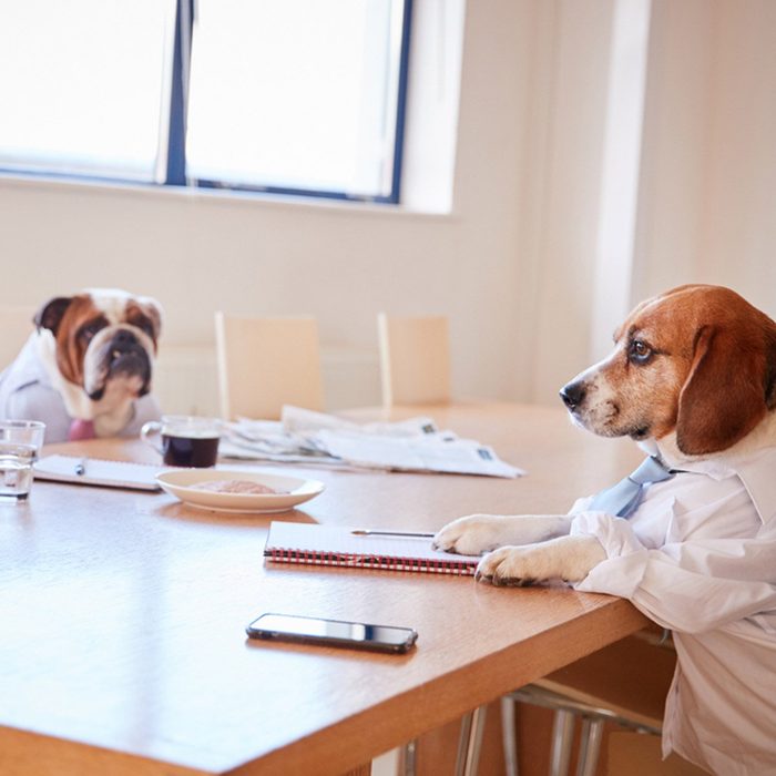 Dogs dressed for work