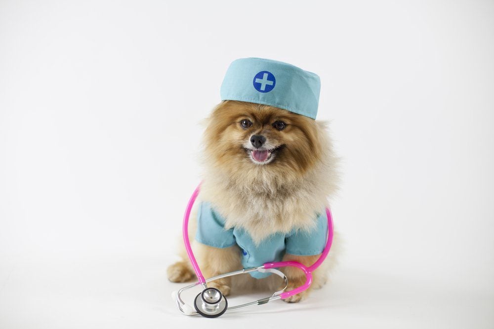 Nurse hound