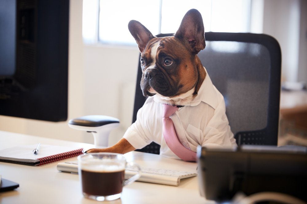 12 Adorable Pictures of Dogs Dressed for Work | Reader's Digest