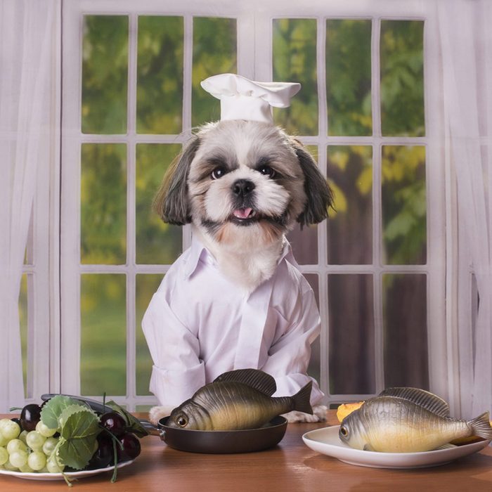 Dog in chef's costume